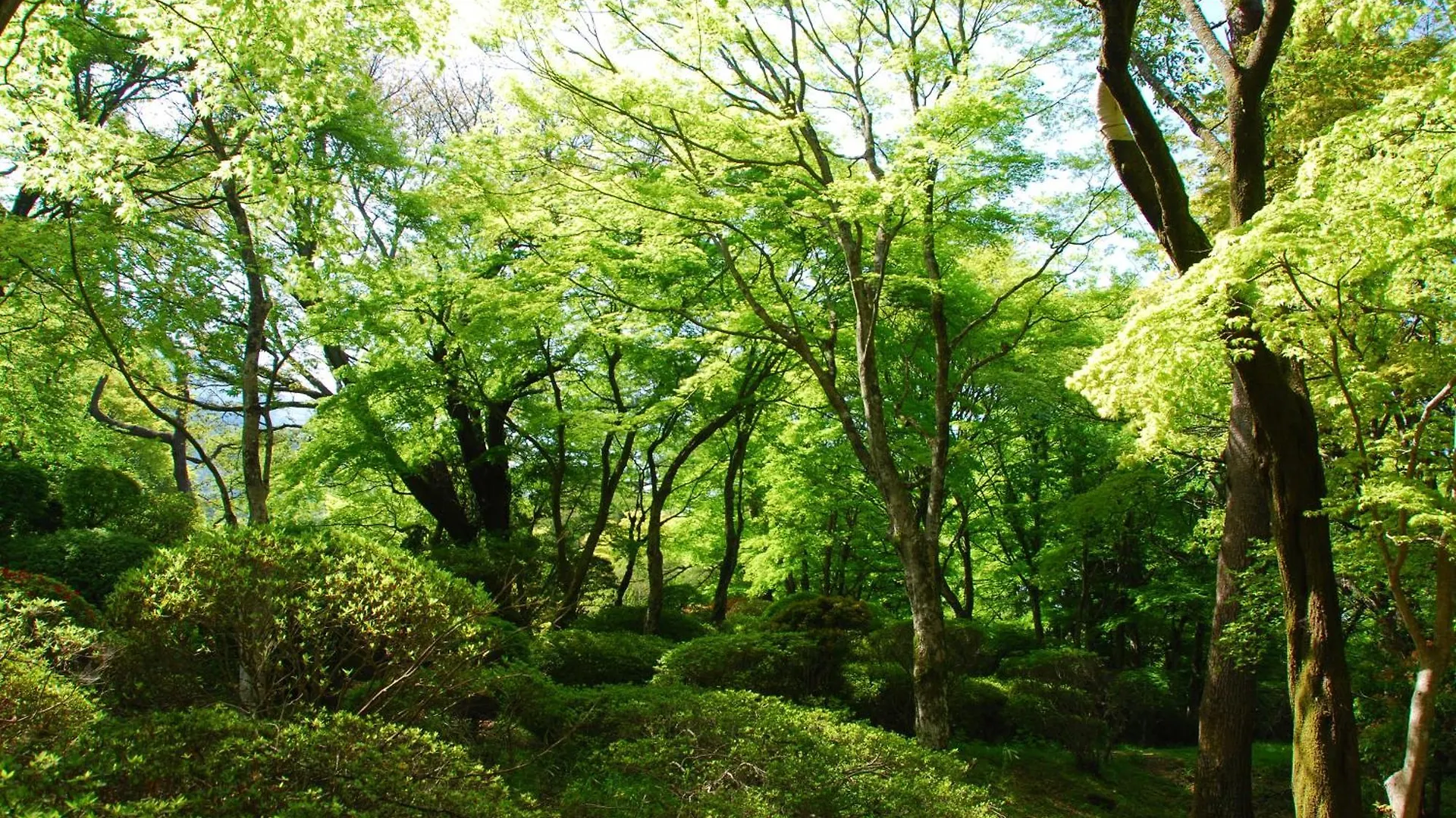 Hakone Kowakien Hotel